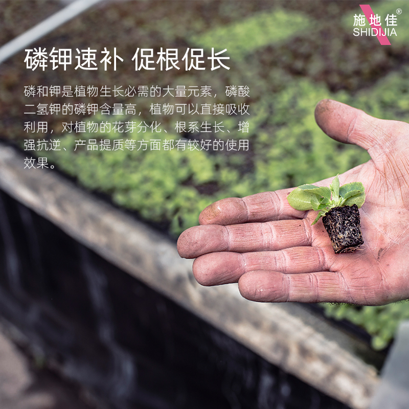 促根.jpg 促根.jpg